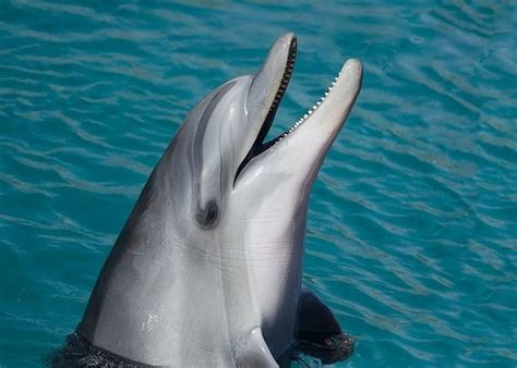 Out of all the shark species . . How many humans do dolphins kill a year